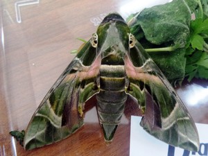 Mekik kelebeği bulundu!