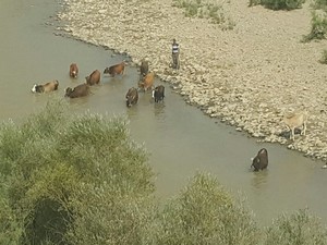 Sıcaklar insanları olduğu gibi hayvanları da bunalttı!