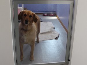 Köpeklere özel otel: Yok yok!