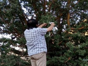 Dağ başındaki ağacı dilek ağacına çevirdiler!