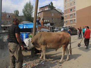 Hakkari'li kasapların boğa ile sınavı!