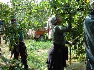 Doğulu fındık işçilerinin zor yaşamı!