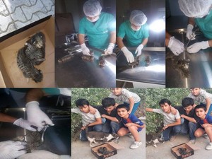 Hakkari'de yapışık olan yavru kediler kurtarıldı!