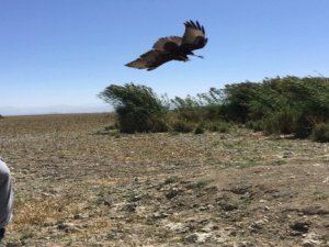 Yırtıcı Kuşlar Özgürlüğe Kanat Çırptı