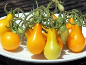 Ampul biçimindeki domates görenleri şaşırtıyor