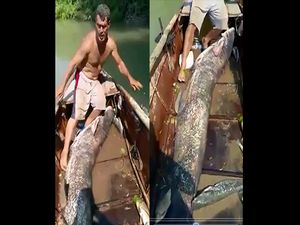 Adana'da dev yayın balığı yakalandı