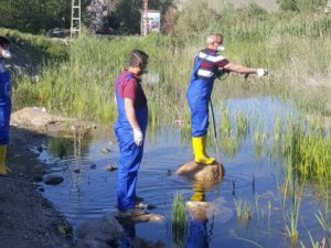 Belediye sivrisinek mücadelesinde tam not aldı!