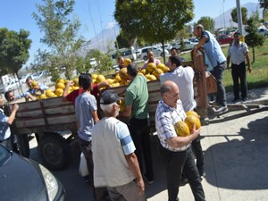 Hasta yakınından hastaneye bir traktör kavun