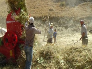 Hakkari'deki çiftçilerin patos mesaisi başladı!