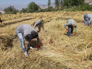 Sınır’da pirinç tarlaları biçilmeye başlandı!