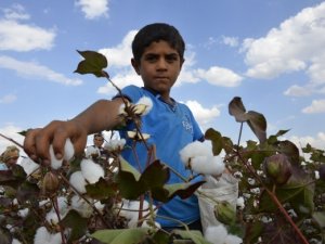 Yaşıtları okula onlar pamuk tarlasında çalışıyor!
