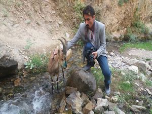 Beyin kanaması geçiren yaban keçisi telef oldu!