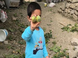 Şemdinli'de ceviz hasadı başladı!