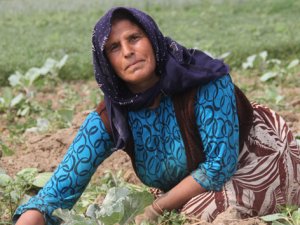 Oğluna başlık parası biriktirmek için tarlada çalışıyor