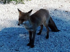 Bu Tilki insan dostu!