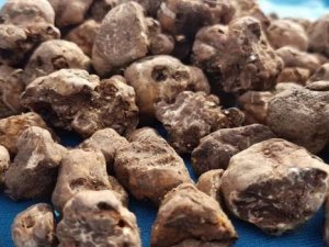 Trüf mantarı kilosu 3 bin Euro'dan alıcı bulunuyor