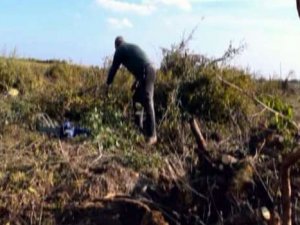 'Para etmiyor' diye bin 200 nar ağacını kesti