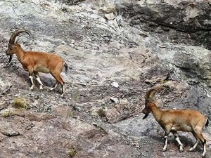 Hakkari'deki dernek yetkililerinden bilinçsiz avcılığa tepki"