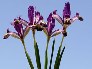Hakkari’de iki yeni süsen bitkisi keşfedildi