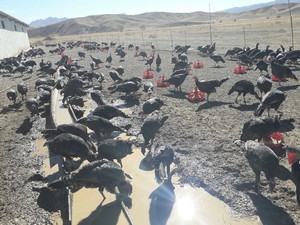 Yüksekova’da organik hindiler satışa çıkartıldı
