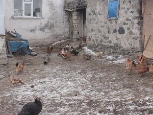 Kuş gribi şüphesi: Binlerce kanatlı hayvan itilaf edildi!