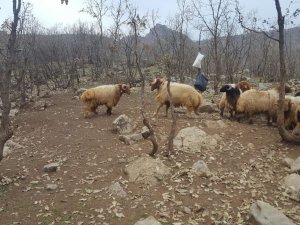 Hakkari'de sürü lideri olmak isteyen koç dövüşü