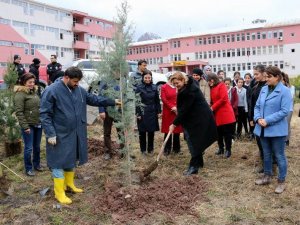 Hakkari'deki bereket ormanları'na fidan dikildi
