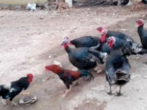 Dövüşen horozları hindiler ayırdı