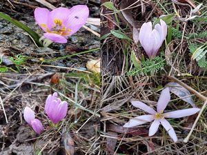 Hakkari’de kış ortasında Kardelenler çiçek açtı