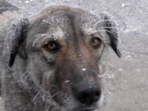 Sibirya soğukları yaşamı olumsuz etkiliyor.