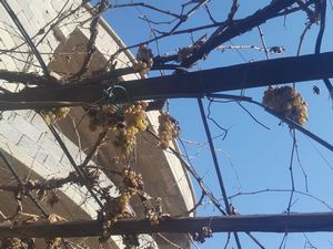 Çardakta donup bozulmayan üzüm salkımları şaşırttı