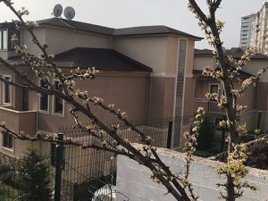 Erik ağacı şubat ayında çiçek açtı