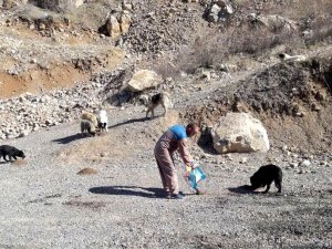 Hakkari’de sokak hayvanlarına yiyecek bırakıldı