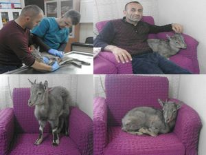 Hakkari’de yaralı dağ keçisi tedavi edildi