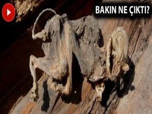 Dinozor fosili denilmişti