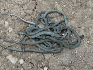 Yılanlar köylülerin korkulu rüyası oldu