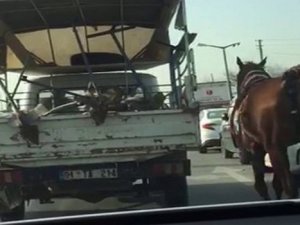 Kamyonetin arkasına bağladı ve koşturdu