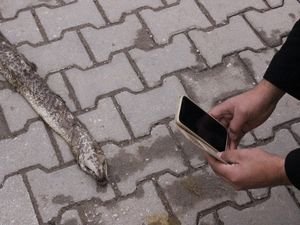 Tekirdağ'da dev yılan paniği