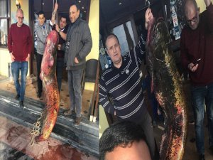 Göl'de 2 metre 10 santim boyunda yayın balığı çıktı