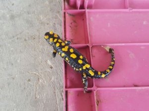 Benekli semender bulundu