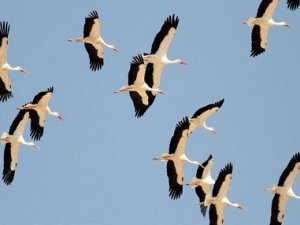 Leyleklerden görsel şölen