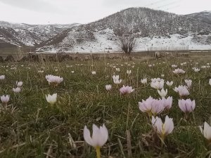 Baharın müjdecisi kardelenler erken açtı