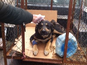 Yaralı köpek tedavi altına alındı