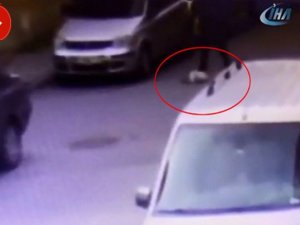 Hamile kediyi yere vurup tekmeledi