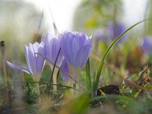 2018 ilk cemre ne zaman düşecek?