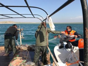 İnci kefali balığı, jandarma korumasında