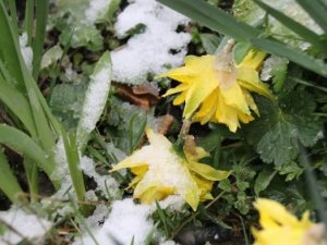 29 Martta kar sürprizi