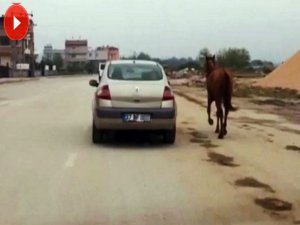 Atı otomobiline bağlayıp koşturdu