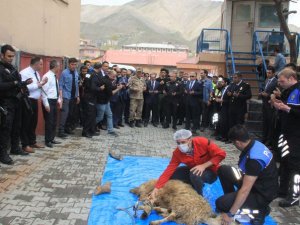 Hakkari Emniyet Müdürlüğü kurban kesti!
