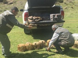 73 kınalı keklik yeniden özgürlüğüne kavuştu
